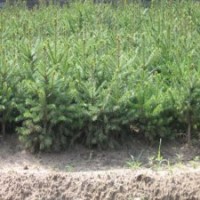 低價(jià)大量供應(yīng)20-40公分云杉營(yíng)養(yǎng)缽