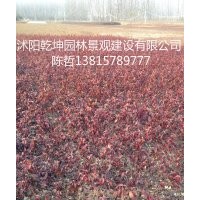 扶芳藤 薔薇 火棘球 海桐球