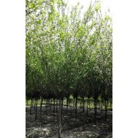 精品獨干西府海棠