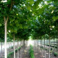 法桐、香花槐、木槿、千頭椿等珍稀苗木大量出售