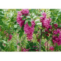 供應(yīng)香花槐、國(guó)槐苗、刺槐苗 急售梨樹(shù)苗、鈣果苗