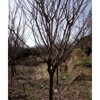 供應早櫻，晚櫻 紅楓 青楓