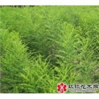 供應(yīng)皂角苗價(jià)格便宜