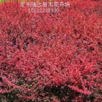 黃刺梅，連翹，黃櫨，紅葉碧桃，紅葉小檗，繡線菊