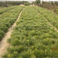 溫控對黑松苗木的影響