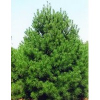 供應(yīng)油松，白皮松