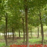 長期提供15公分杜仲價格，20公分杜仲價格 南京杜仲價格