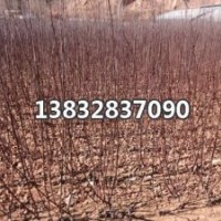 供應(yīng)紫葉矮櫻