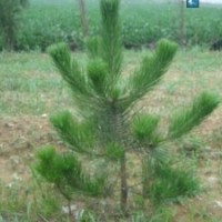 供應(yīng)造林油松