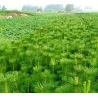 供應(yīng)白皮松40公分，油松，量大