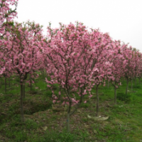 批發(fā)垂絲海棠