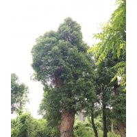 米徑80-90的香樟