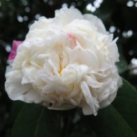 金華提供茶花嫁接技術(shù)服務(wù)