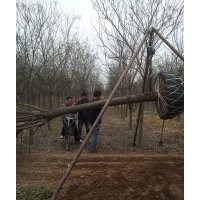 滄州綠茵苗圃大量出售各種規(guī)格國槐，