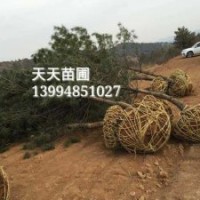 緊急出售山西5米油松