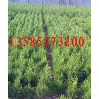 30公分高蜀檜價(jià)格，40公分高蜀檜價(jià)格，50公分高蜀檜價(jià)格