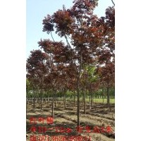 山東淄博10-12CM紅葉椿