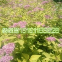 繡線菊小苗價(jià)格金山繡線菊苗當(dāng)年生數(shù)量超多一站購(gòu)齊