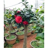 茶花盆栽 油茶嫁接全國(guó)承接