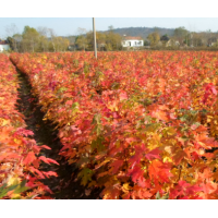 美國(guó)紅楓秋火焰