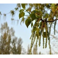 大量供應優(yōu)質毛白楊小苗