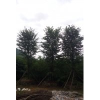 青檀樹 8公分青檀樹