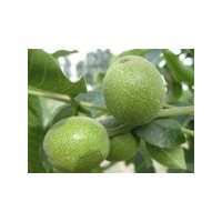 大量供應(yīng)山西運(yùn)城紙皮核桃