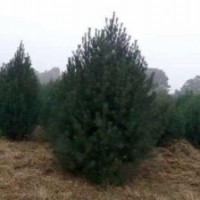 運(yùn)城絳縣供應(yīng)營養(yǎng)杯，營養(yǎng)袋，1-5米白皮松