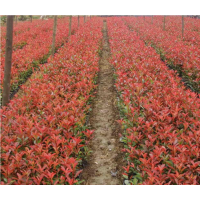 山西運(yùn)城絳縣供應(yīng)紅葉李，紫葉李