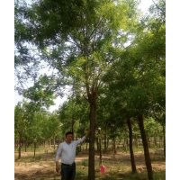 白蠟規(guī)格2cm ---80cm