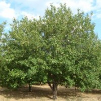 八棱海棠樹.八棱海棠籽.優(yōu)質(zhì)海棠樹