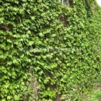 爬山虎小苗 大葉黃楊小苗、棣棠小苗，小葉黃楊小苗