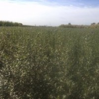 大果沙棘扦插苗 深秋紅