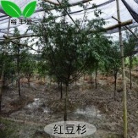湖南婁底苗圃直銷(xiāo)紅豆杉工程樹(shù)