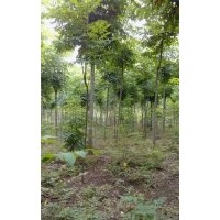 江蘇欒樹價格 南京欒樹價格 欒樹苗 欒樹工程苗