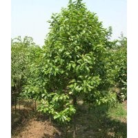 供應甜茶樹苗 荷木樹苗 火力楠樹苗 細葉桉樹苗