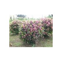 供應七彩扶桑樹苗 鴨腳木樹苗 發(fā)財樹苗 香椿樹苗 米蘭花樹苗 夾