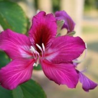 供應(yīng)香橙樹(shù)苗 熊膽木樹(shù)苗 香橙苗 火焰木樹(shù)苗 羊蹄甲 紅椎樹(shù)苗