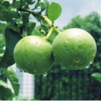 供應(yīng)橘紅 橘紅樹(shù)苗 堅(jiān)果苗 堅(jiān)果樹(shù)苗 桔紅苗 蓮霧樹(shù)苗 番荔枝樹(shù)苗