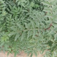 韓城市豹子頭獅無(wú)刺優(yōu)質(zhì)大紅袍花椒苗基地