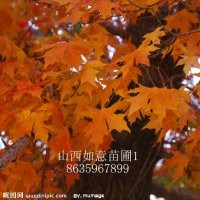 供應(yīng)五角楓、白蠟