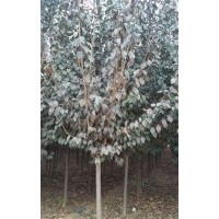 山東濟(jì)寧秀冉苗木種植基地特供1一3年冠法桐，國(guó)槐，白蠟
