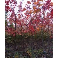 出售：北美紅楓秋火焰15539560022