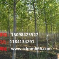 大量供應(yīng)白蠟，法桐，千頭椿，速生柳，垂柳，黃柳