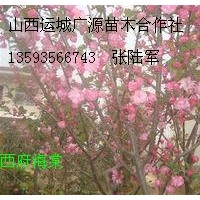 4、5、6公分西府海棠大量出售