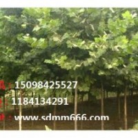 供應(yīng)1-40公分毛白楊，107速生楊，國槐