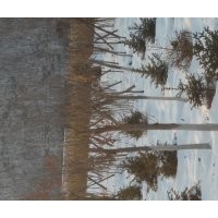 五角楓，九角楓，皂角，蒙古礫，云杉