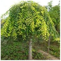 現貨皂角，皂角樹，皂角小苗，大皂角樹