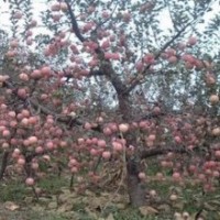 蘋果樹 供應(yīng)山西蘋果樹