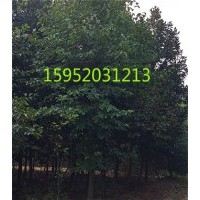 精品白玉蘭，15公分精品白玉蘭價格